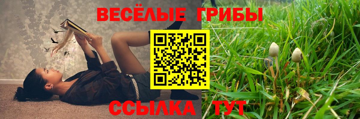 Псилоцибиновые грибы Psilocybe Канаш