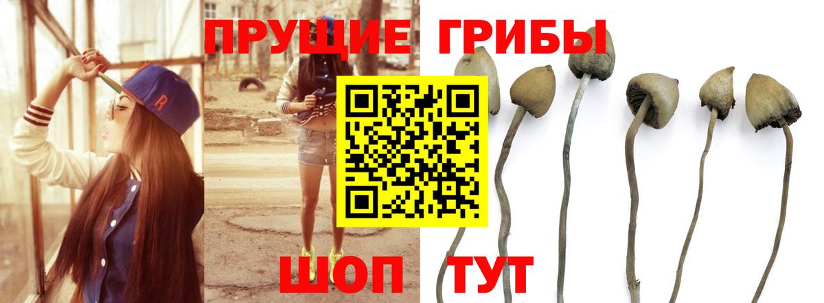 Псилоцибиновые грибы прущие грибы  Псилоцибиновые грибы Cubensis  купить наркоту  Канаш  Вход с VPN 